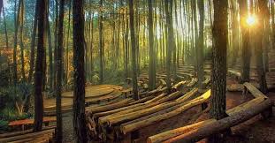 Hutan Pinus Mangunan, pesona alam yang mengagumkan.